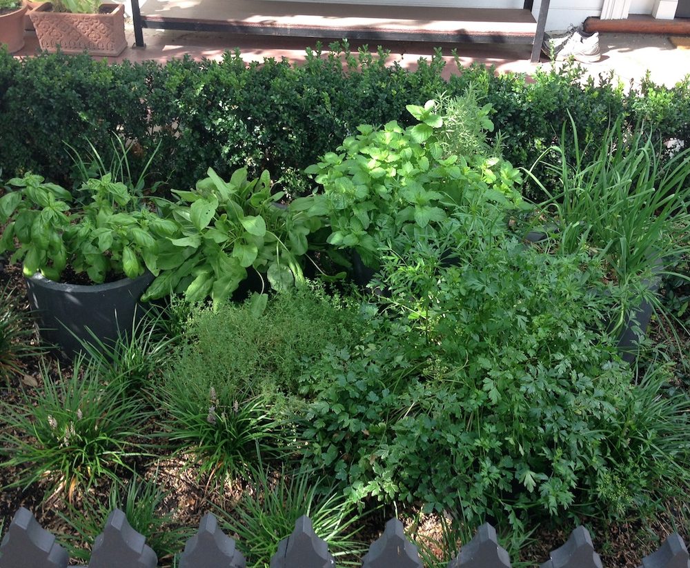 Starting your own herb garden